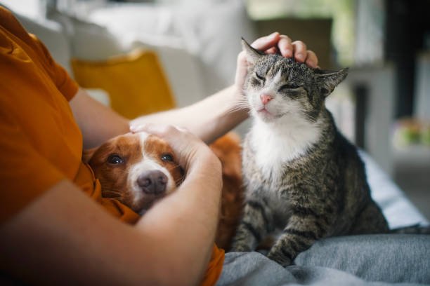 Person cuddles a dog while petting a contented cat